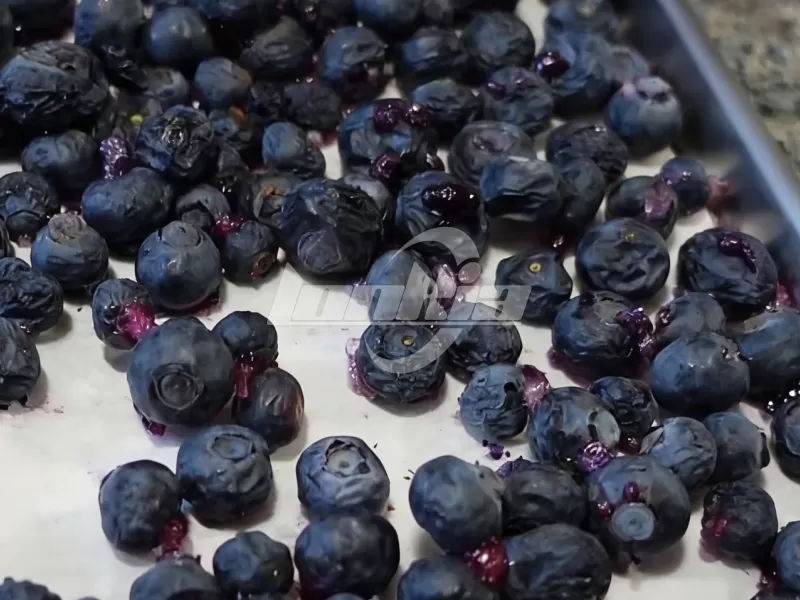 Blueberry Freeze Dryer