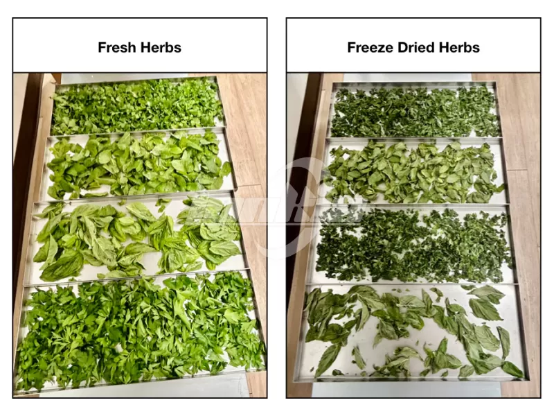 freeze dried herbs
